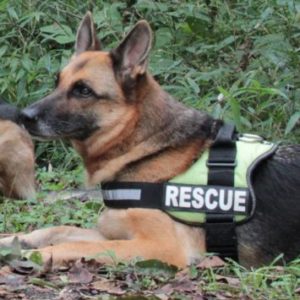 survival dog